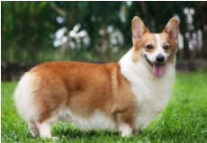 适合女孩子养的宠物都有哪些（适合女孩子养的小动物）