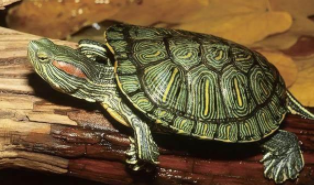 10块钱的宠物有哪些（10块钱的宠物为什么这么便宜）