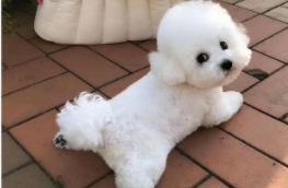 宠物狗比熊的寿命有多长（比熊狗狗的寿命有多长）