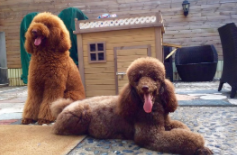 巨型贵宾犬多少钱一只幼崽（巨型贵宾犬幼犬多少钱）