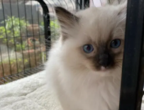 暹罗猫和银渐层的杂交（暹罗猫和银渐层的杂交价格）