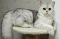 小猫吃啥食物最好（小猫吃啥比较好）