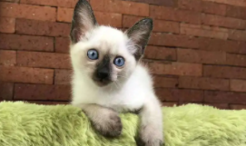 女猫咪名字（蓝白女猫咪名字）