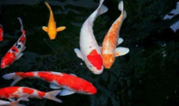 观赏鱼可以带上火车吗（观赏鱼可以带上火车吗有毒吗）