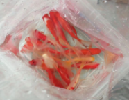 高铁可以带金鱼吗活的（高铁能带金鱼吗活的）