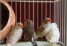 珍珠鸟窝里放草还是棉花好（珍珠鸟窝里面放什么好）