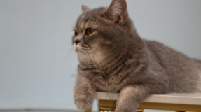 广州二手宠物猫交易市场（二手宠物猫交易市场地址）