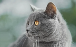 黄眼睛的猫是什么品种（灰毛黄眼睛的猫是什么品种）