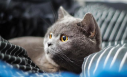 养猫的人容易得什么病会不会传染（养猫的人容易得什么病）