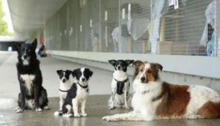 重庆宠物救助热线电话（重庆宠物狗救助站）