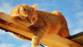 猫有九条命是什么意思（猫有九条命是什么意思网络用语）