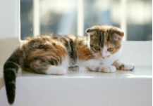 养猫咪有什么好处（养猫有没有什么好处）