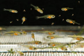 小鱼幼崽吃什么（小鱼崽子吃什么）