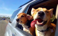 除了自驾怎么带宠物出行（除了私家车 什么方法可以带宠物）