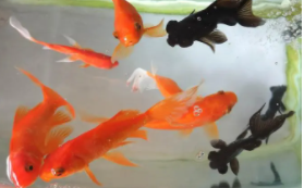 十大最好养小型淡水观赏鱼（好养的小型淡水鱼）