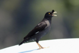 什么鸟可以带出去不会飞走（什么鸟放出来不会飞走）