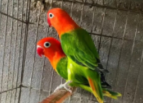 宠物鸟托运多少钱（宠物鸟怎么托运回家）