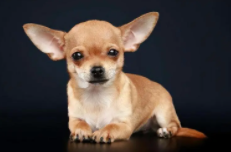 热门宠物狗排行榜（热门宠物狗排行榜前十名）