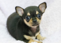 狗狗名字大全 洋气（狗狗名字大全 洋气点的母狗）