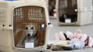 宠物托运需要办理什么手续和证件（宠物托运需要办理哪些证件）