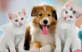 狗狗名字独特小众（狗狗名字独特小众诗意）