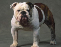 美国斗牛犬标准图（美国斗牛犬是什么品种）