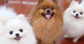 博美公的好还是母的好养（博美公的好还是母的好养一点）