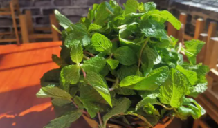 猫薄荷是人吃的荆芥吗（猫薄荷好吃吗人吃了会怎样）