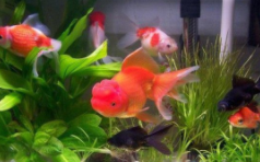 家里什么鱼最好养活又好养（家里什么鱼好养又好看）