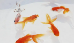 金鱼能给它吃面条吗（金鱼能给它吃面条吗为什么）