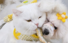 宠物猫吃鱼吗（猫吃鱼营养够吗）