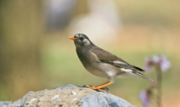 识别鸟声的软件（听声音识别鸟种类软件）