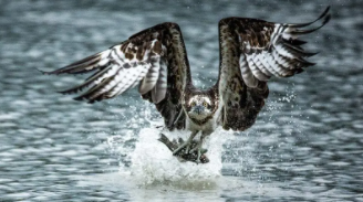 川渝地区常见鸟类（四川城市常见鸟类）