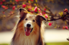 狗狗名字大全洋气点的（狗狗名字大全洋气点的公）