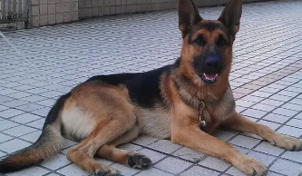 德国牧羊犬是什么品种（德国牧羊犬又叫什么）