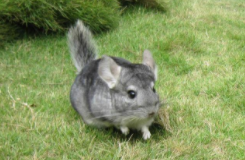 龙猫是哪个国家的动物（龙猫是哪个国家的动物）