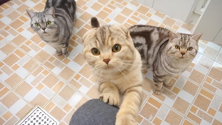 猫在你身上踩奶代表什么（猫咪频繁踩奶是在暗示什么）