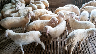 羊吃鱼肝油有什么好处（羊吃鱼肝油有什么好处吗）