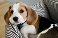 宠物回收店价格表（宠物回收店价格表狗比格）