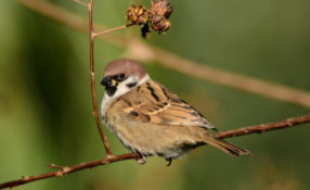 常见鸟类50种（常见鸟类50种是什么样子的）