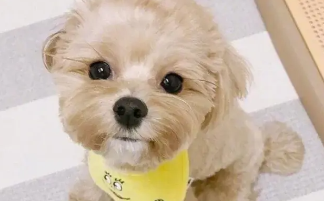 方便养的迷你小宠物（方便养的迷你小宠物女生可以养吗）