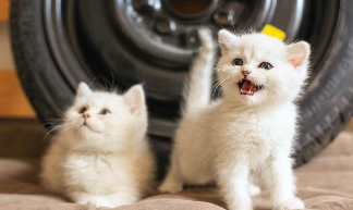 宠物猫喜欢吃鱼吗（猫喜欢吃鱼吗?）