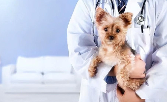 宠物医生培训班速成班（宠物医生培训课程）