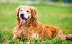 十大最受欢迎的宠物狗（十大最受欢迎的宠物狗品种）