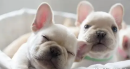 大斗牛犬多少钱一只幼犬（大的斗牛犬多少钱一只）