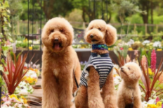 巨型贵宾犬百度百科（巨型贵宾犬百度百科）