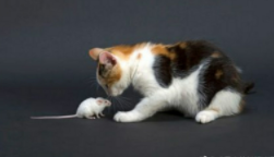 老鼠吃猫吗（老鼠吃猫是真的吗）