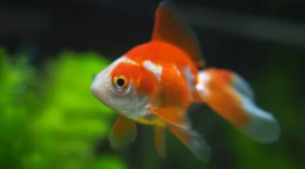 金鱼如果没有饲料可以吃什么（金鱼没食料吃什么）