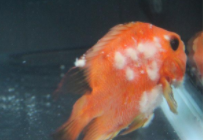 鱼有白点病是什么引起的（鱼得白点病是因为什么）