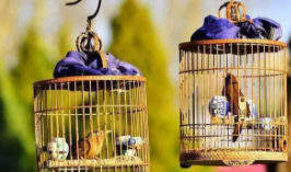 林业局办养鸟证多少钱（林业局办养鸟证多少钱一个月）